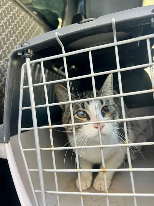 Ragetti, male 5yo mixed breed for adoption at CAAD Maresme