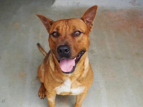 Bernard, male young American Staffordshire Terrier for adoption at CAAD Maresme