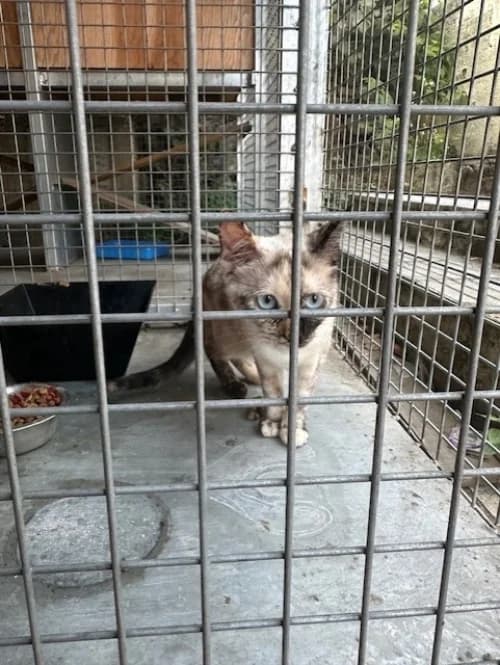 Pini, female young mixed breed for adoption at CAAD Maresme