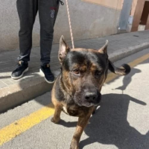 Hashtag, male 7yo American Staffordshire Terrier for adoption at CAAD Maresme