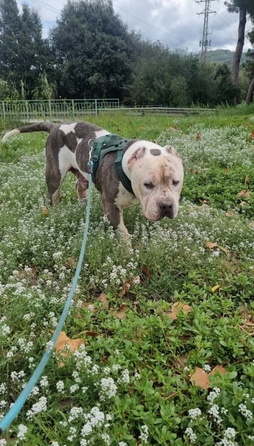 Jackson/ tayson, male senior American Bully for adoption at CAAD Maresme