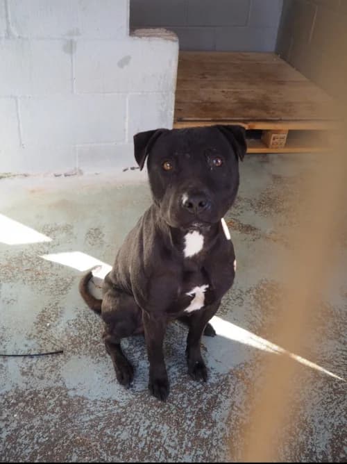 Bob, male young mixed breed for adoption at CAAD Maresme