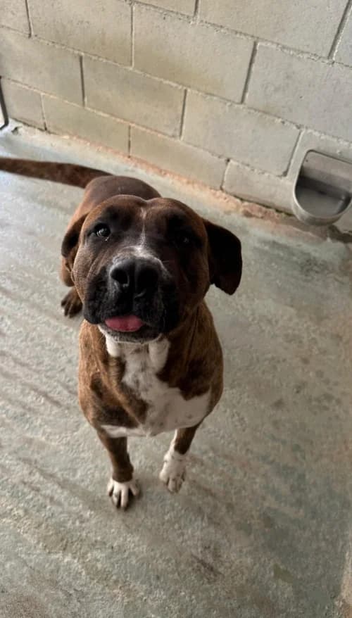 King, male 5yo American Staffordshire Terrier for adoption at CAAD Maresme