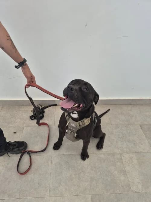 Ozzy, male senior Mixed Breed Cat for adoption at CAAD Maresme