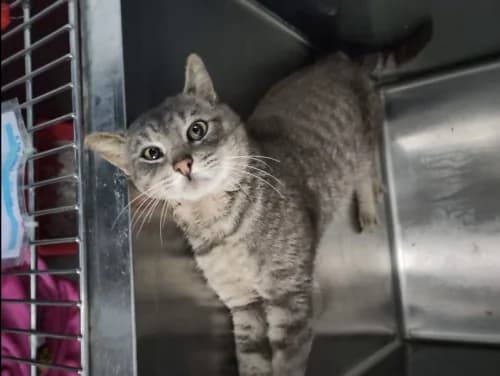 Scar, male 6yo mixed breed for adoption at CAAD Maresme