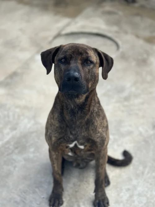 Bombó, male 4yo American Staffordshire Terrier for adoption at CAAD Maresme