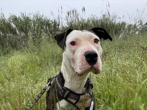 Dori, female 3yo Pit Bull Terrier for adoption at CAAD Maresme