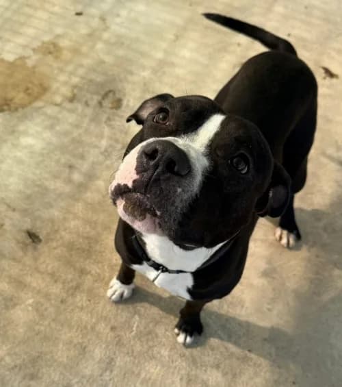 Floki, male 3yo mixed breed for adoption at CAAD Maresme
