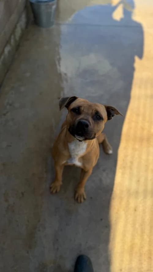 Sort, female 3yo Staffordshire Bull Terrier for adoption at CAAD Maresme