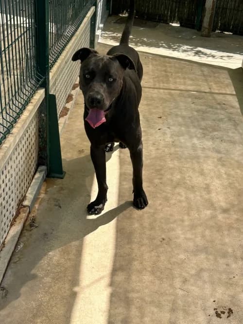Jocker, male young Cane Corso for adoption at CAAD Maresme