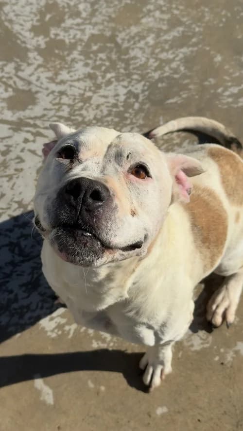 Bollo, female senior Staffordshire Bull Terrier for adoption at CAAD Maresme