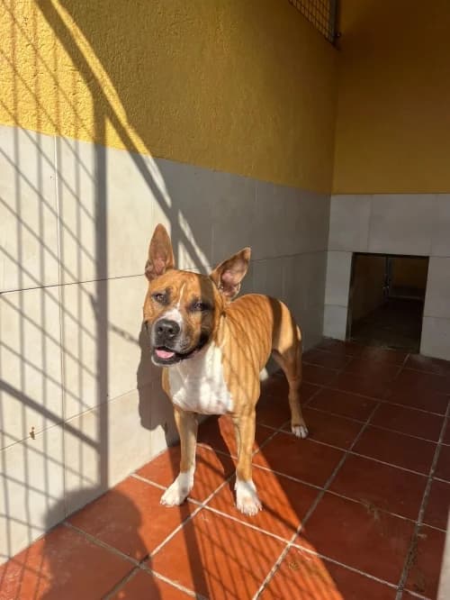 Gek, male senior Mixed Breed Cat for adoption at CAAD Maresme