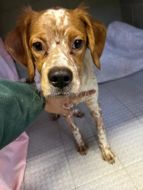 Pluto, male puppy mixed breed for adoption at CAAD Maresme