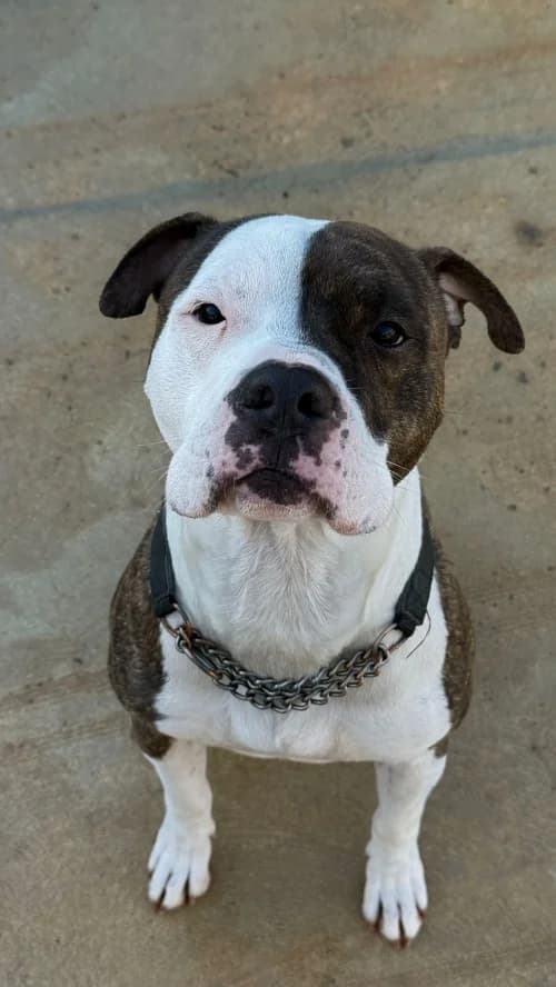 Bombay, male 5yo American Staffordshire Terrier for adoption at CAAD Maresme