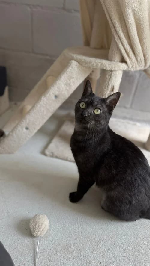 Emla, female puppy mixed breed for adoption at CAAD Maresme