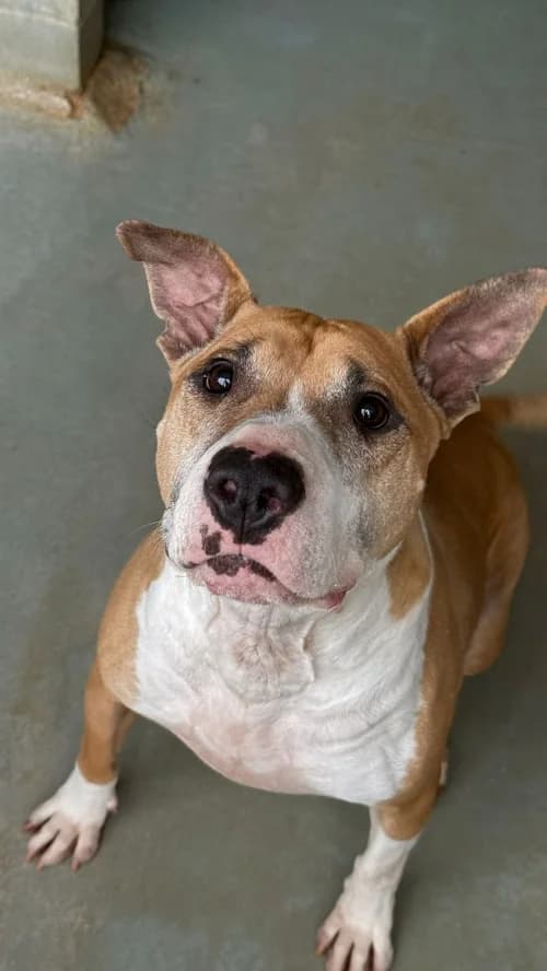Jerry, male 7yo Pit Bull Terrier for adoption at CAAD Maresme