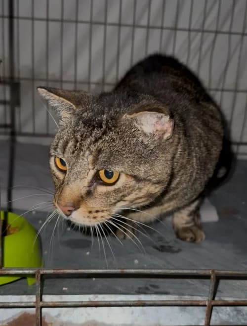 Fofito, male 5yo mixed breed for adoption at CAAD Maresme