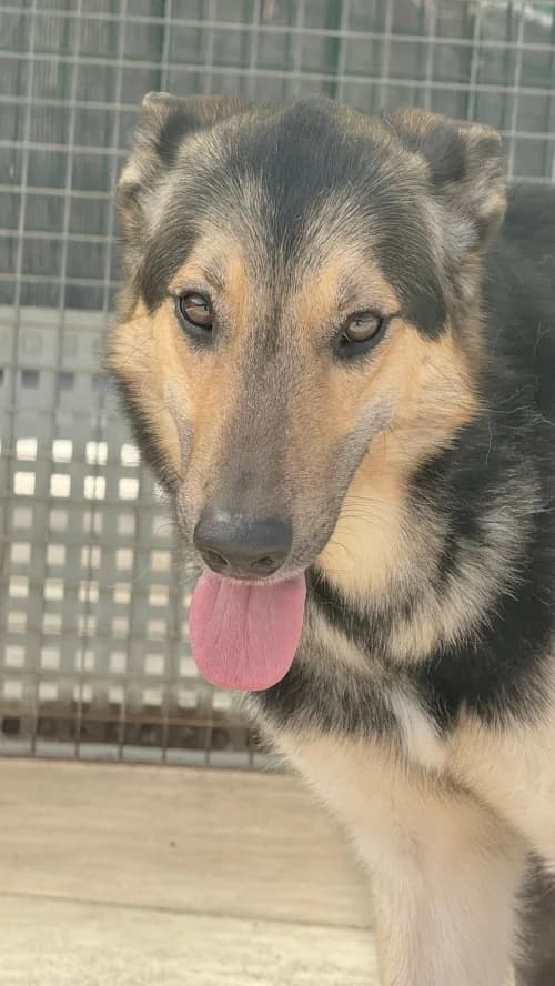 Kiko, male 3yo mixed breed for adoption at CAAD Maresme