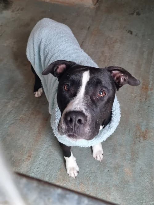 Lola, female 4yo American Staffordshire Terrier for adoption at CAAD Maresme