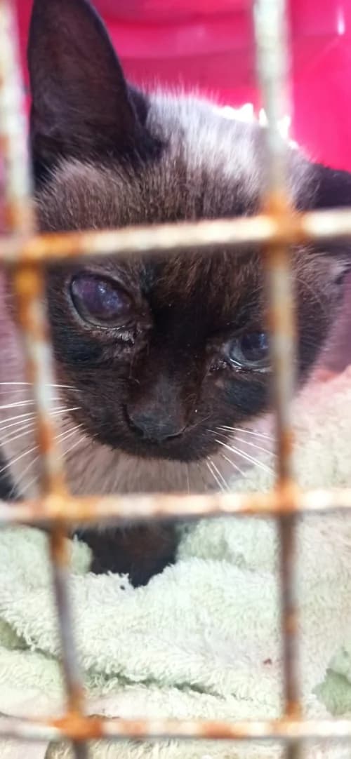 Frida, female 4yo mixed breed for adoption at CAAD Maresme