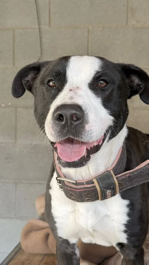 Kimbo, male 3yo American Staffordshire Terrier for adoption at CAAD Maresme