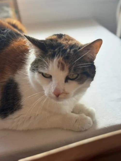 Flecki, female 5yo mixed breed for adoption at CAAD Maresme