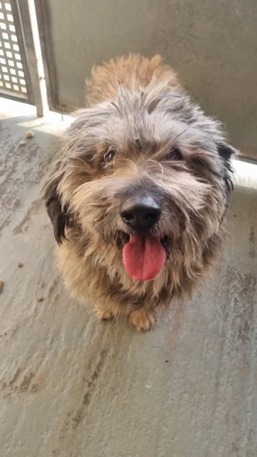 Tro, male senior mixed breed for adoption at CAAD Maresme