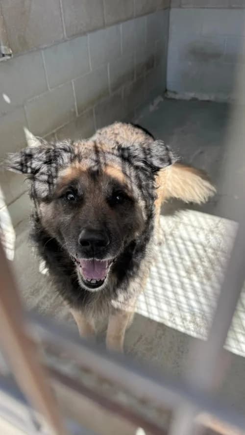 Eros, male senior mixed breed for adoption at CAAD Maresme