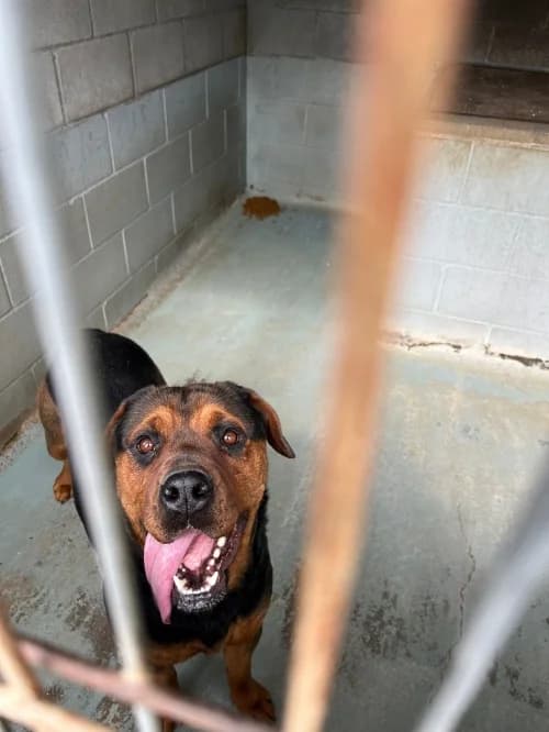 Gia, female young Rottweiler for adoption at CAAD Maresme