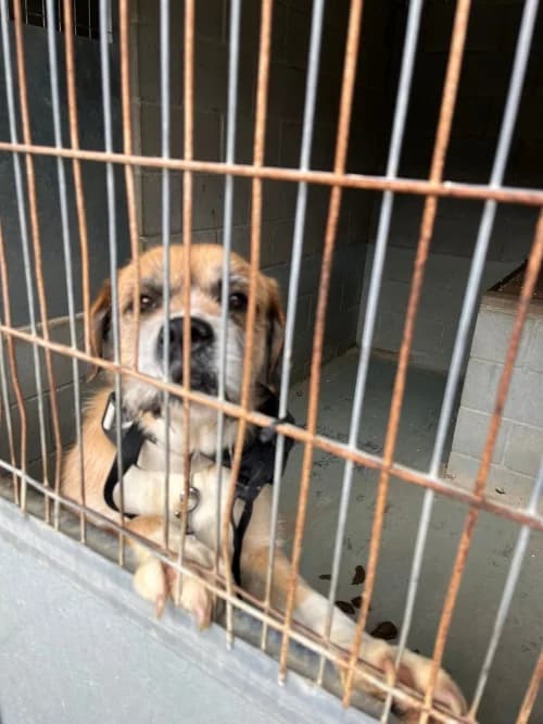 Venus, female 5yo mixed breed for adoption at CAAD Maresme