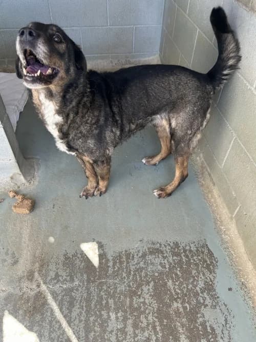 Cuca/terrorista, female senior mixed breed for adoption at CAAD Maresme