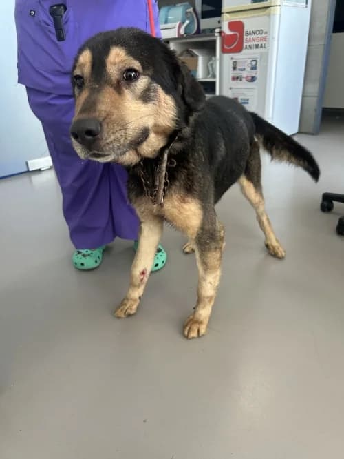 Murphy/nit, male 4yo mixed breed for adoption at CAAD Maresme