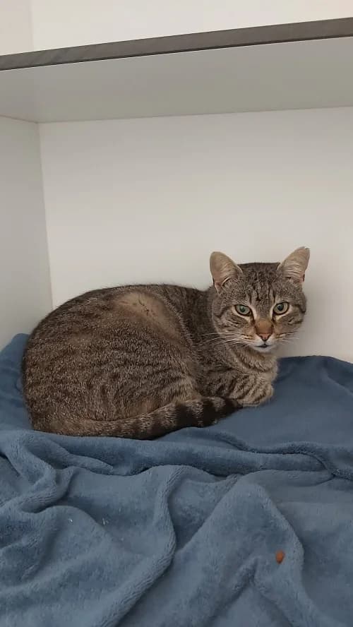 Gregor, male 6yo mixed breed for adoption at CAAD Maresme