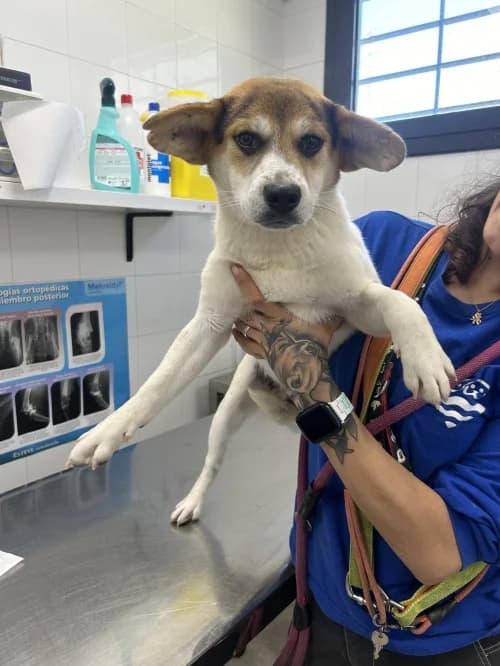 Yoda, male young Mixed Breed for adoption at CAAD Maresme