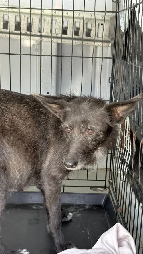 Dama, female 5yo mixed breed for adoption at CAAD Maresme