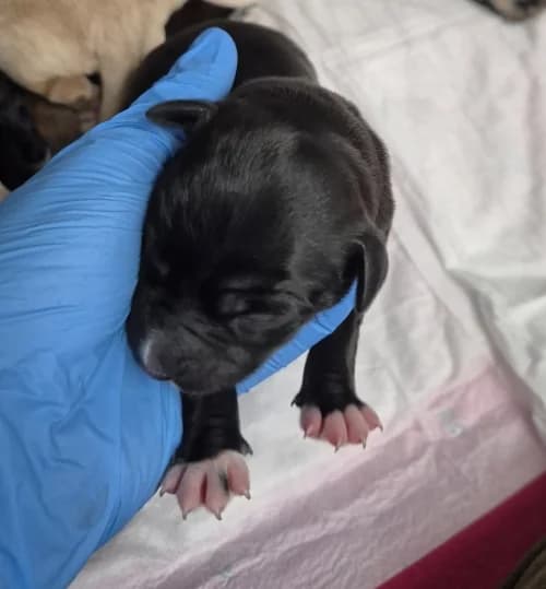 Linda, female puppy mixed breed for adoption at CAAD Maresme