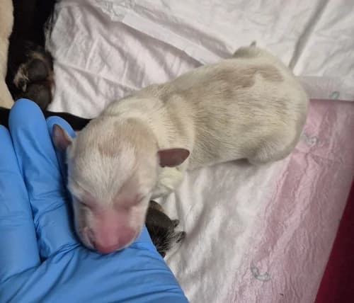 Peg, female puppy mixed breed for adoption at CAAD Maresme
