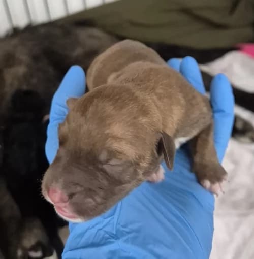 Jock, male puppy mixed breed for adoption at CAAD Maresme