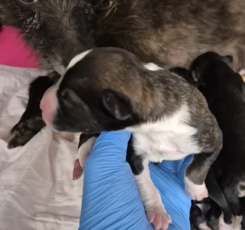 Bull, male puppy mixed breed for adoption at CAAD Maresme