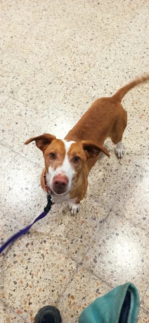 Troy, male 3yo Podenco for adoption at CAAD Maresme