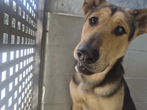 Kenzo, male mixed breed for adoption at CAAD Maresme
