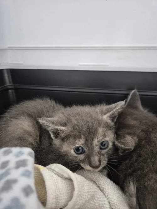 Tinky, female puppy mixed breed for adoption at CAAD Maresme
