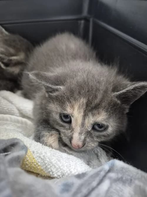 Winky, female puppy mixed breed for adoption at CAAD Maresme