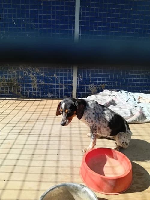 Lily, female young mixed breed for adoption at CAAD Maresme