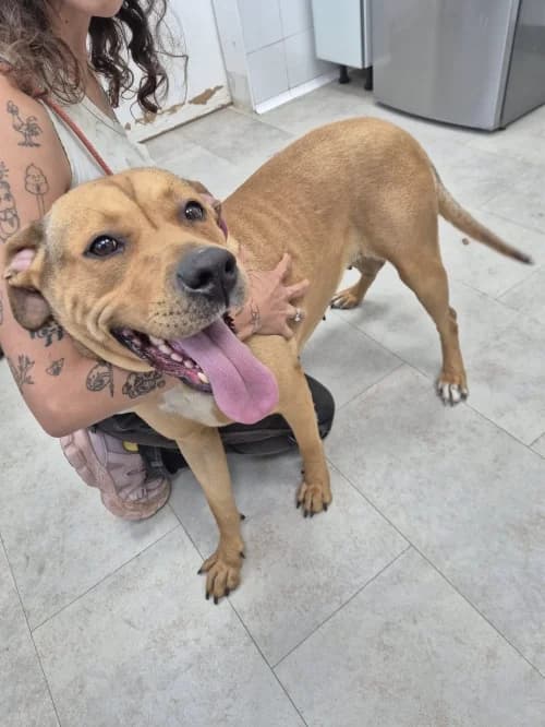 Duna, female young mixed breed for adoption at CAAD Maresme