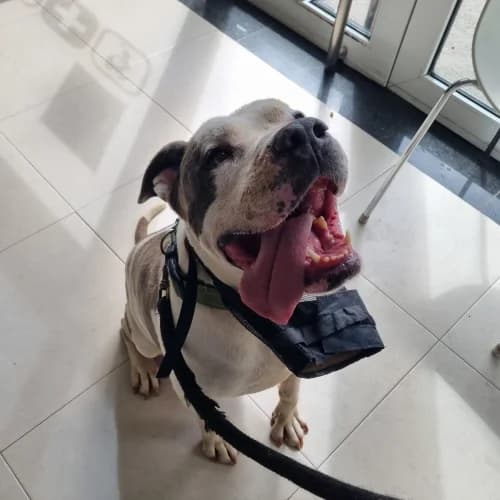 Husky, male 6yo Mixed Breed Cat for adoption at CAAD Maresme