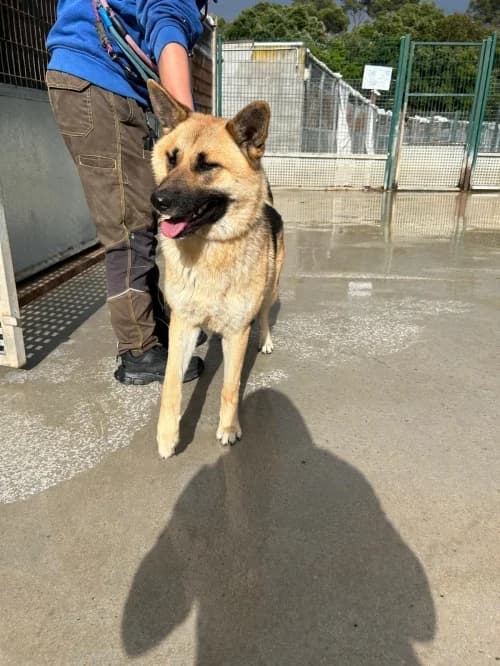 Abril, female mixed breed for adoption at CAAD Maresme