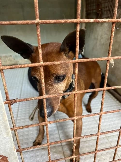 Mascarpone, male 5yo mixed breed for adoption at CAAD Maresme