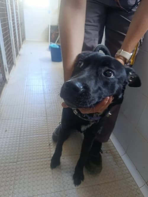 Pavaroti, male puppy mixed breed for adoption at CAAD Maresme