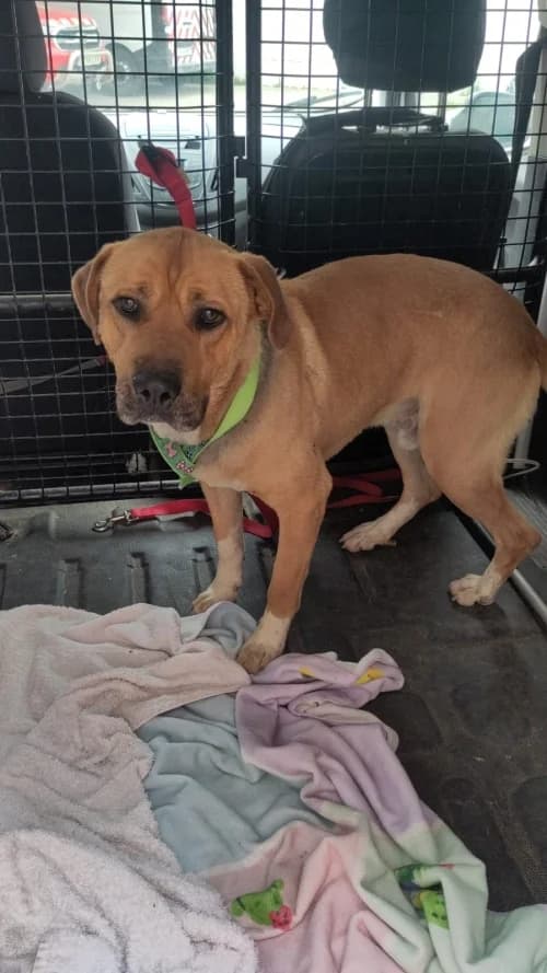 Phil, male mixed breed for adoption at CAAD Maresme